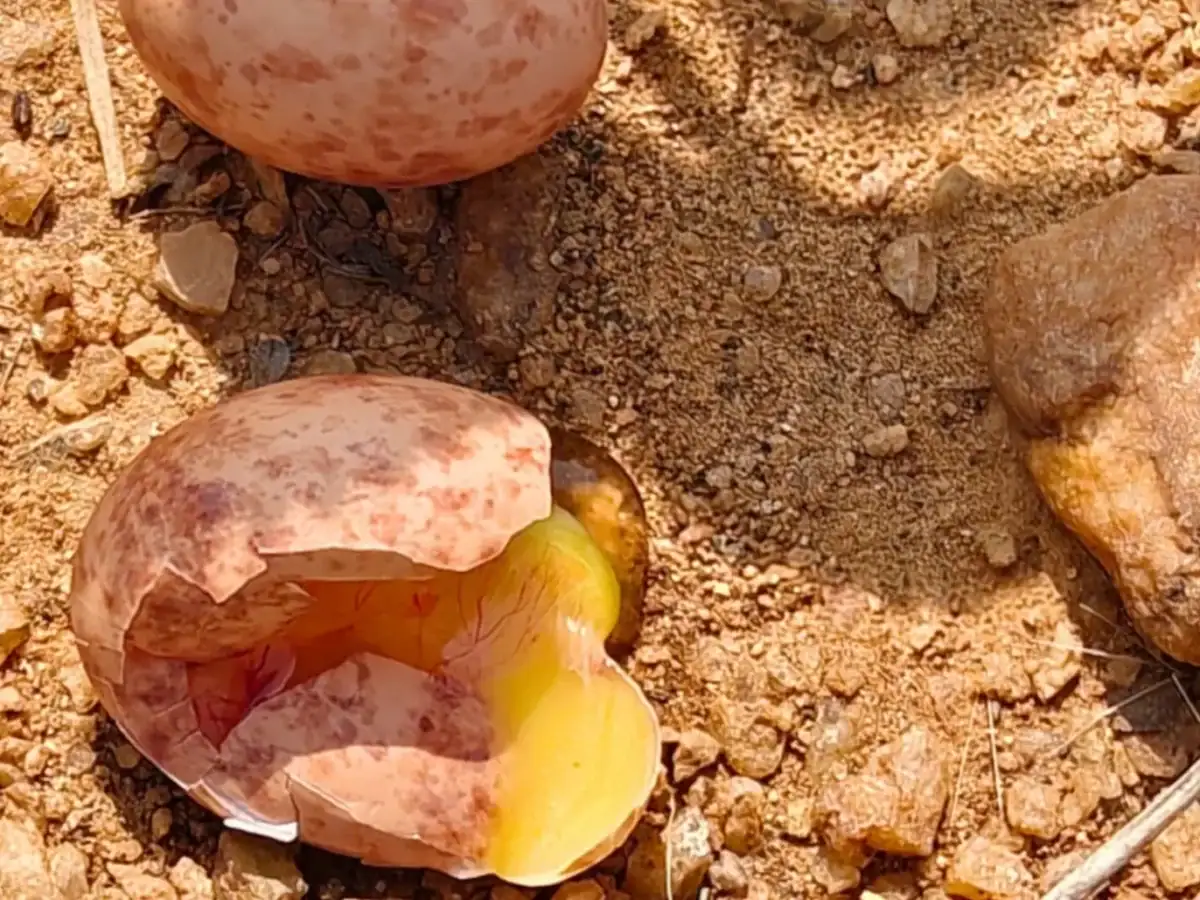 Eggs of the Red-wattled Lapwing on the land at Earthness