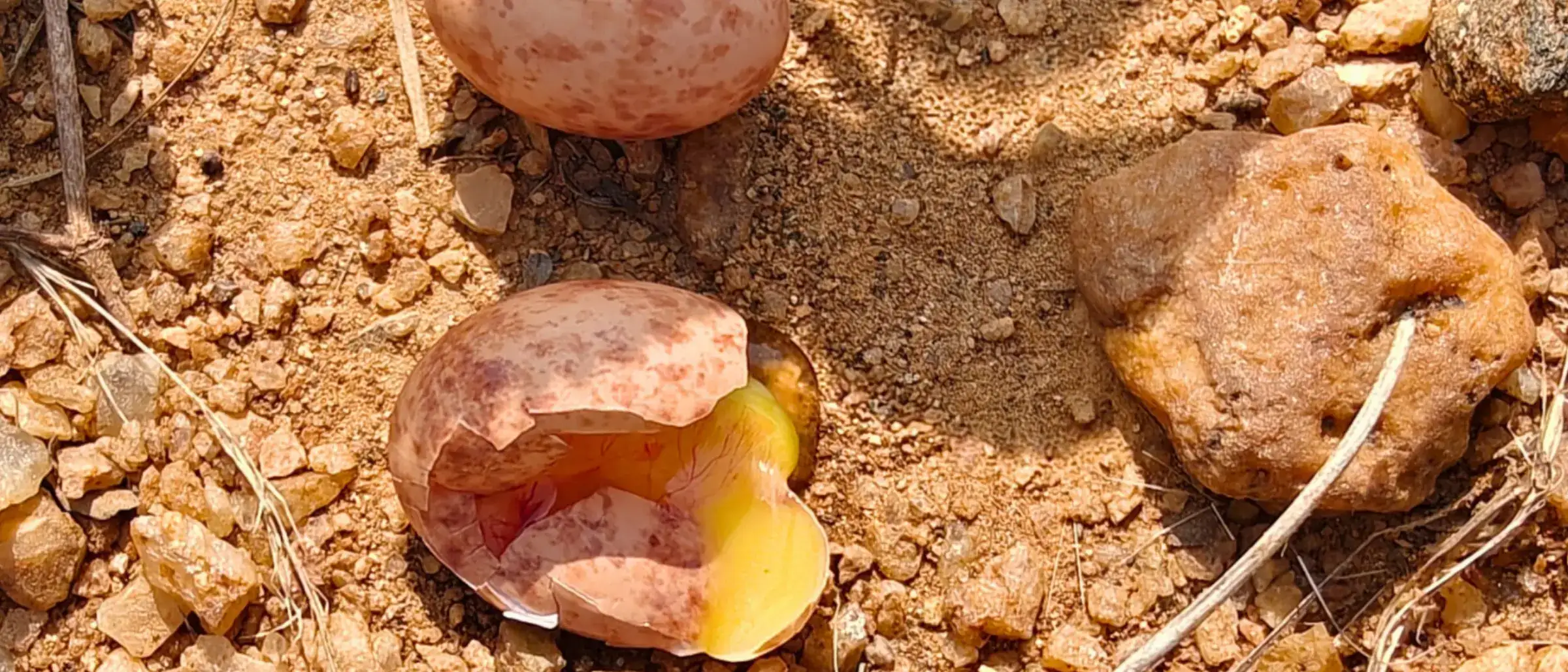 Eggs of the Red-wattled Lapwing on the land at Earthness