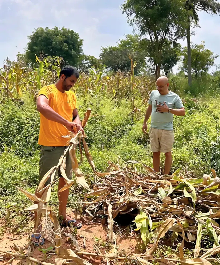Dheeraj Gowda (left) harvesting sugarcane at Dee Mandala farms with a visitor