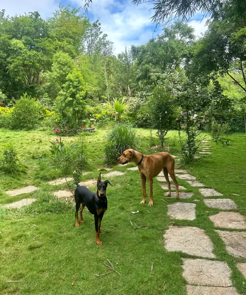 Farm dogs Ceiba and Rosha at Dee Mandala farm