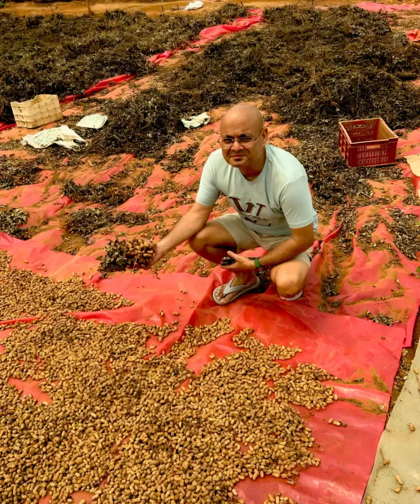 Visitor exploring the groundnut harvest at Dee Mandala farm