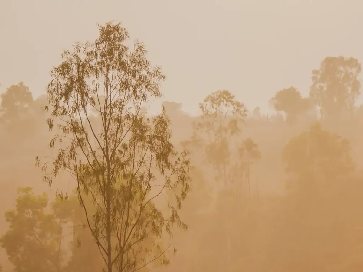 Morning light filtering through trees on the farm