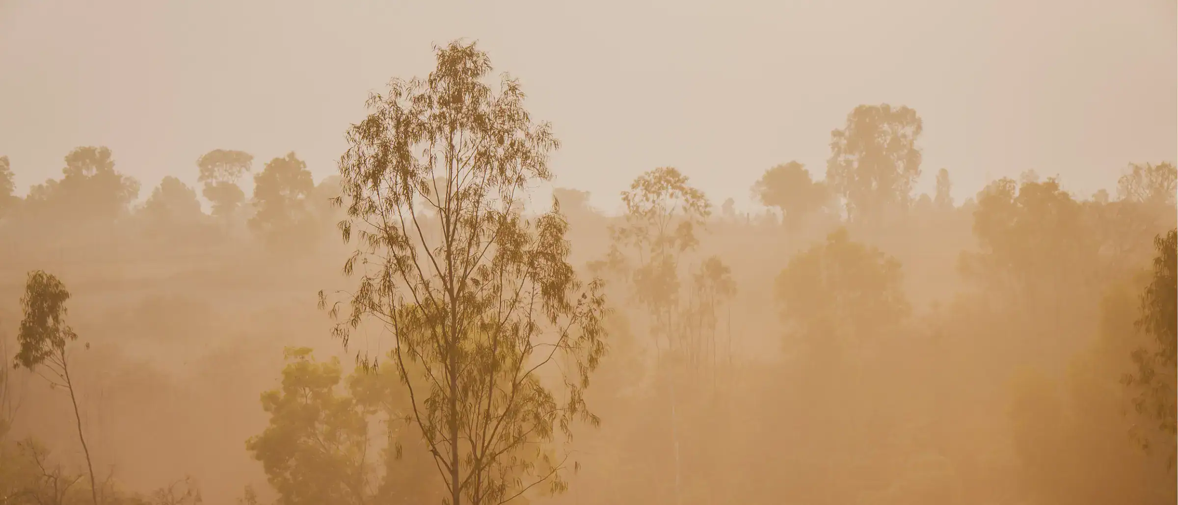 Morning light filtering through trees on the farm