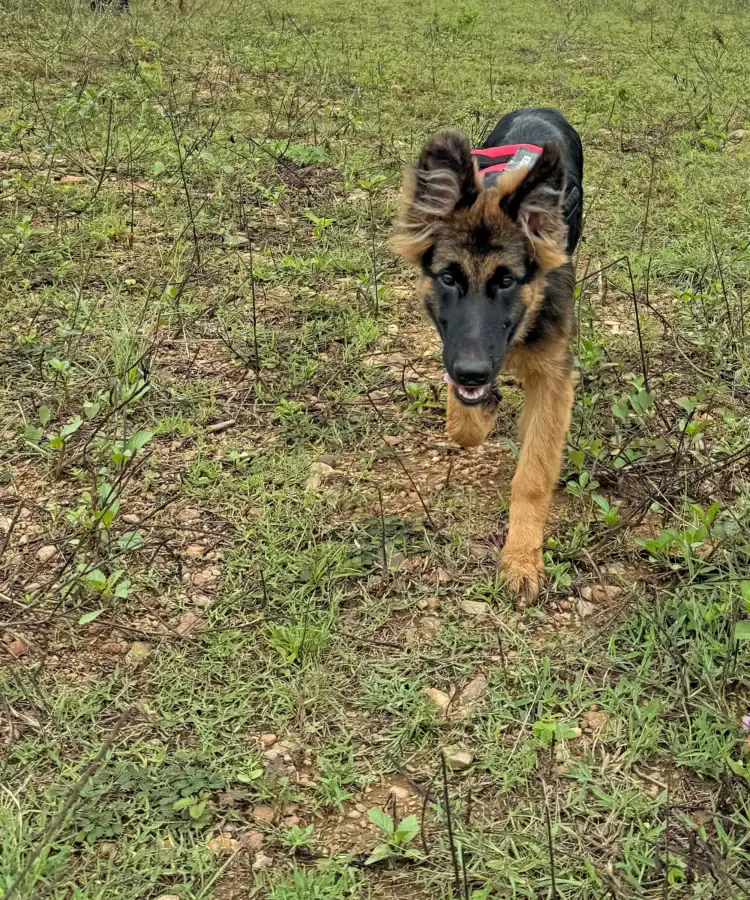 Kaiser, the german shepherd, exploring the land at Earthness farm