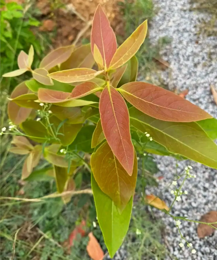 Young avocado sapling with reddish-bronze new leaves catching afternoon light at the Earthness farm in Nelamangala