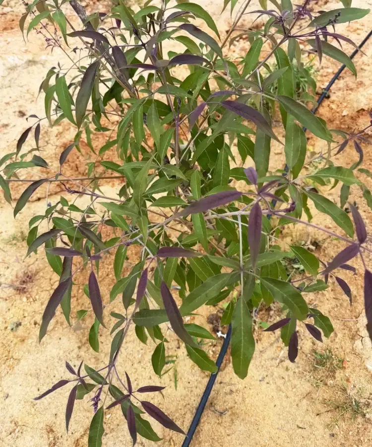 Black Nochi shrub with slender green leaves and small lavender flower spikes growing in red earth at the Earthness farm