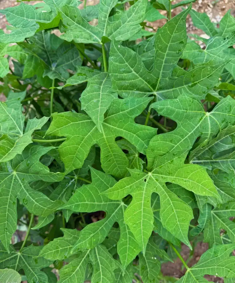 Chaya plant, also known as tree spinach, with deeply lobed papaya-like green leaves at the Earthness farm