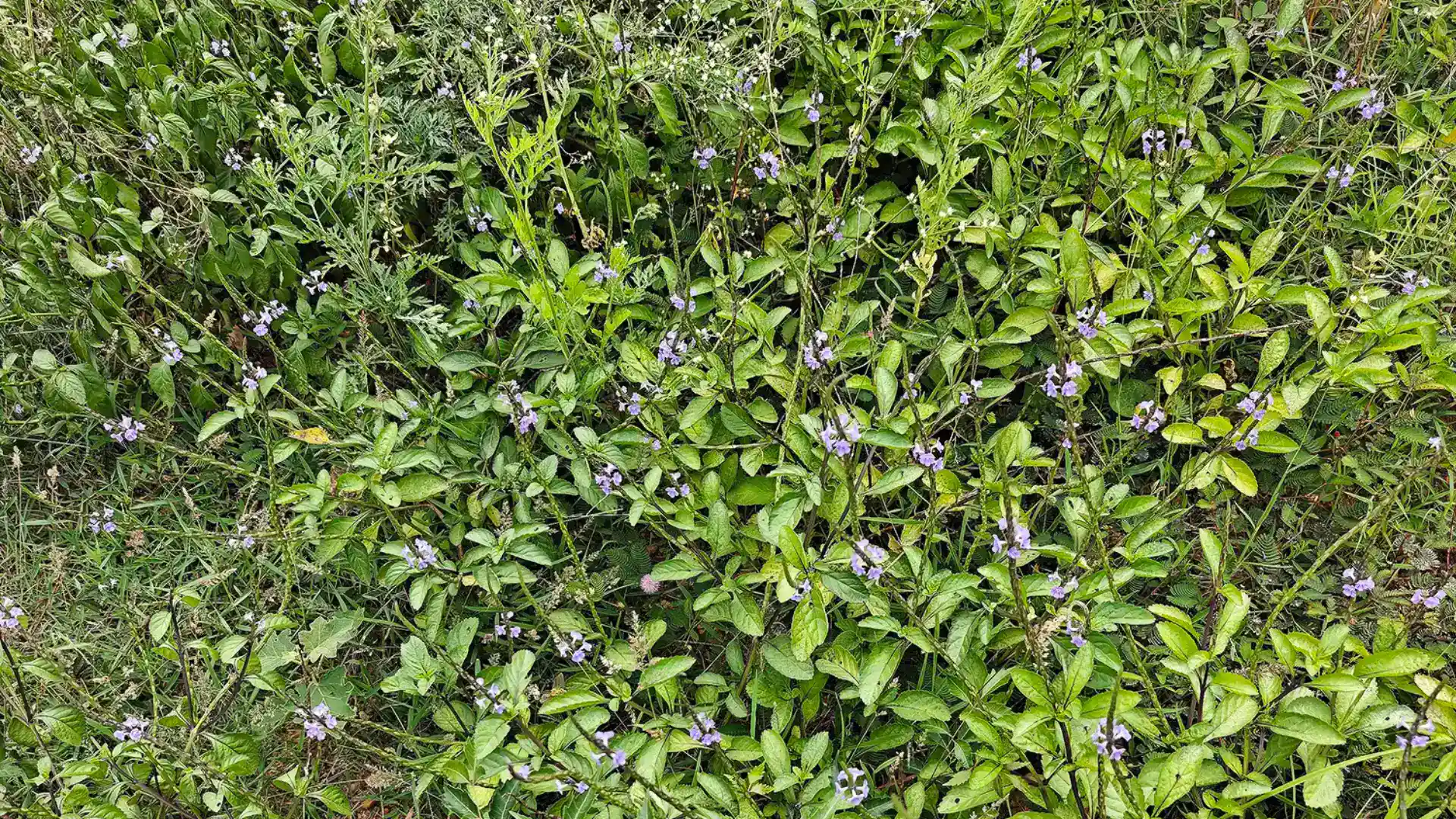 Blue Snakeweed, or Kariyartharani, growing on the land at Earthness